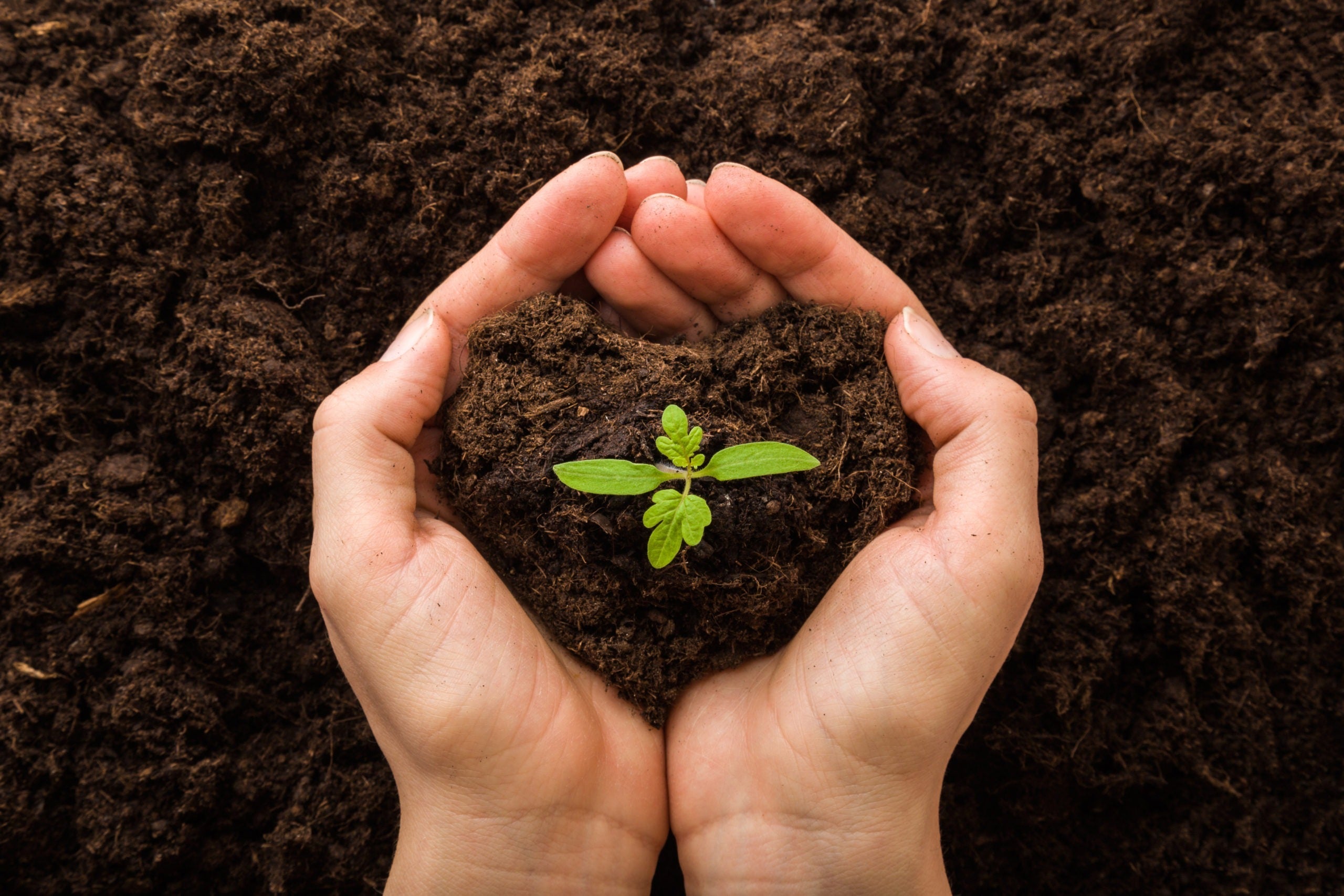 Don’t Forget The Nourishment Part of Detox