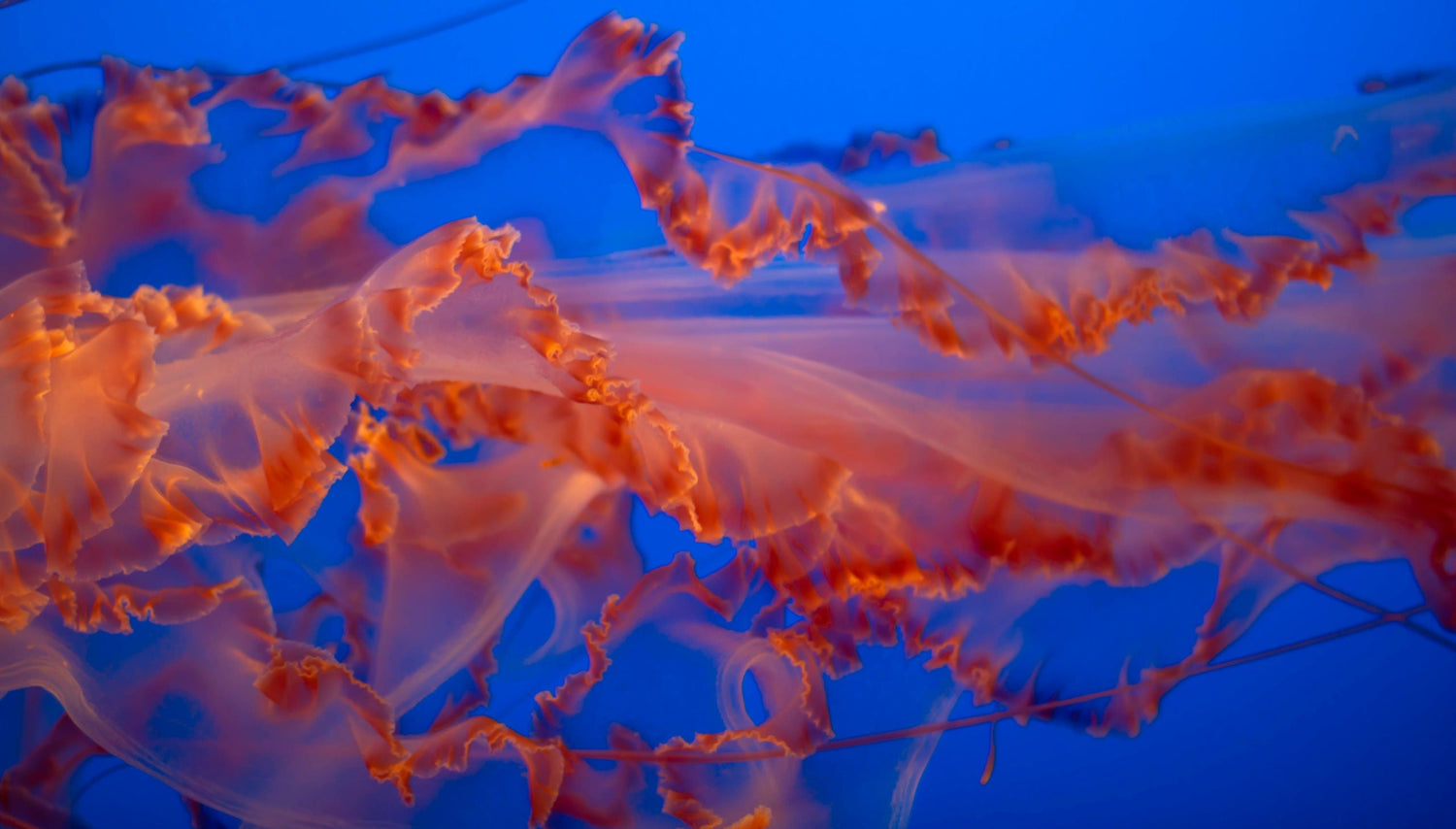 When Is It Time for Biofilm Busters for Mold Illness?