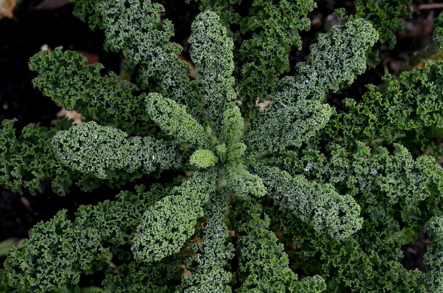 Kale As A Mold Binder