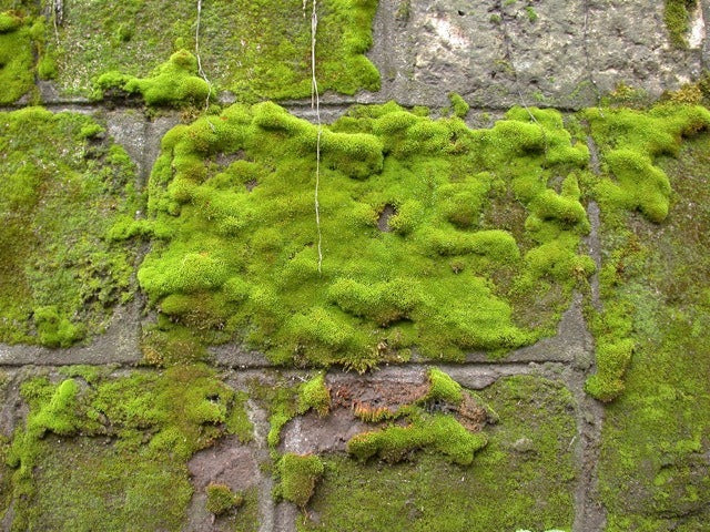 Why a Clean Car Air Filter Can Save You From Mold