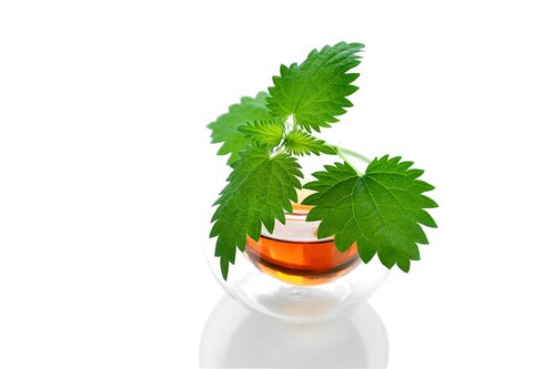Fresh Nettles: A Natural Remedy for Spring Allergies and More