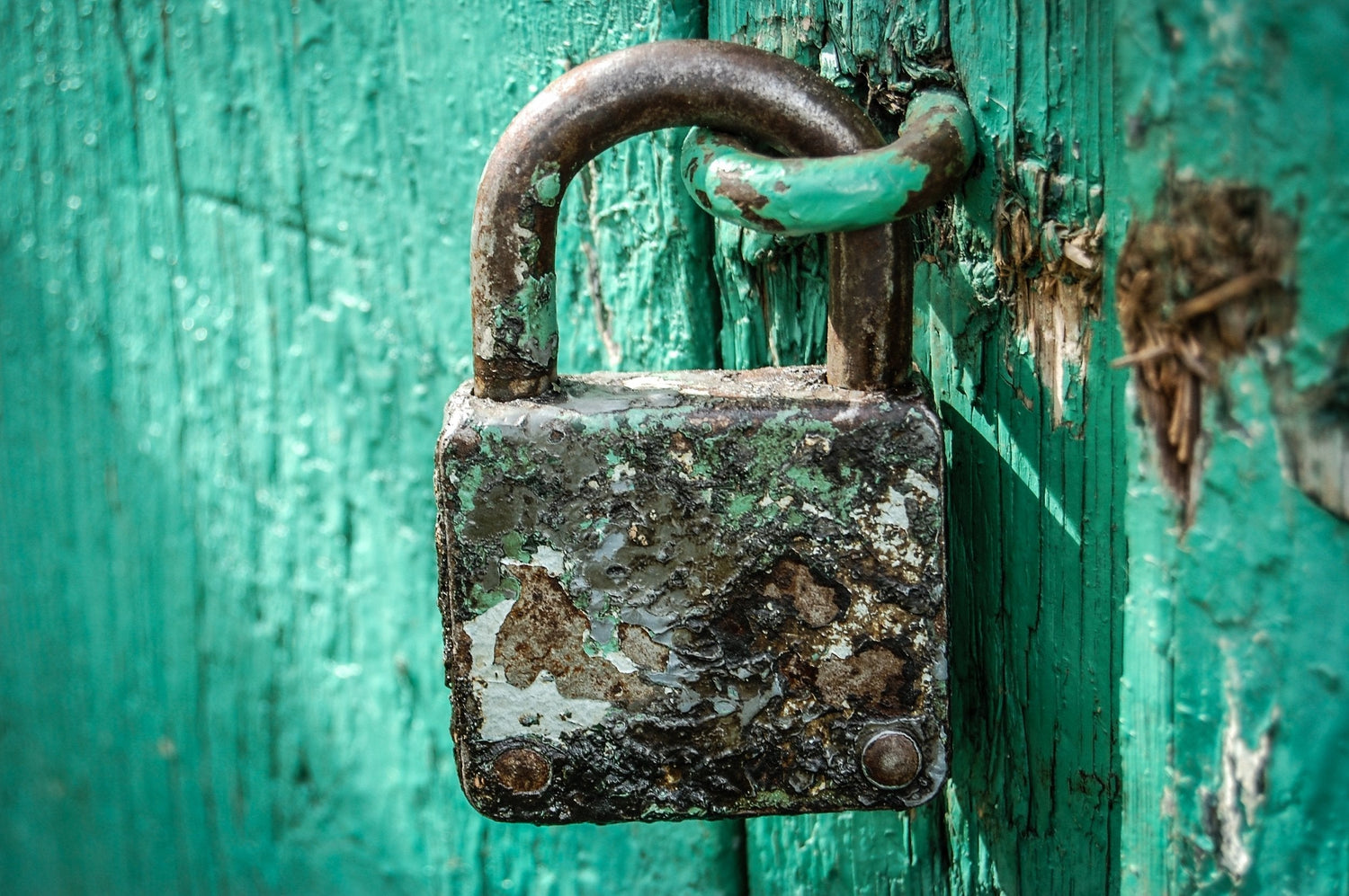 How Does Mold Make You Sick? Decoding Mold Tricks