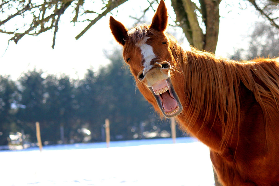 Laughter Is Medicine! Start Enjoying Life