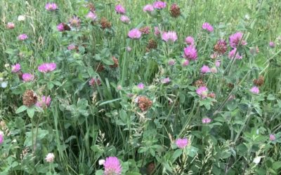 What Are Vulneraries And Cell Turnover?