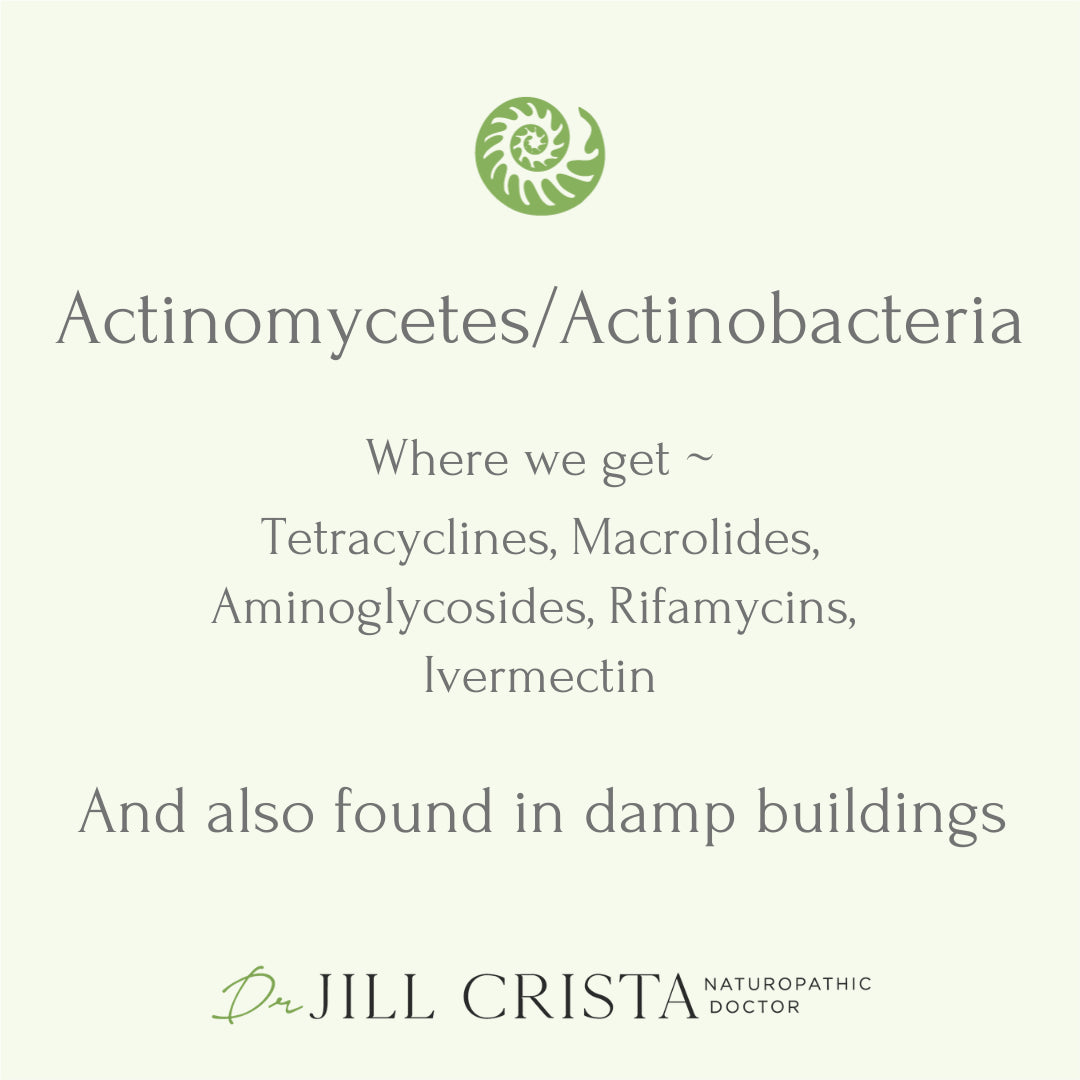Actinomycetes in Damp Buildings: Health Risks &amp; Remedies