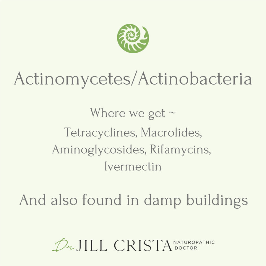 Actinomycetes in Damp Buildings: Health Risks &amp; Remedies