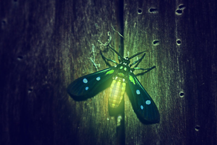 ✨Firefly Message: Rest to Shine Bright