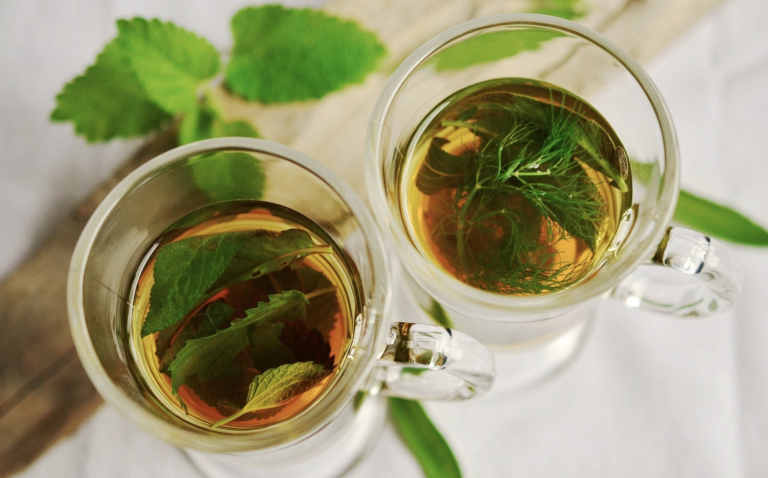 The 5 Powerful Herbs for Mold Exposure