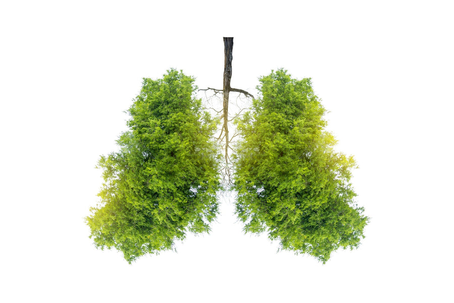 Mold Fragments In The Lungs Cause More Than Lung Symptoms
