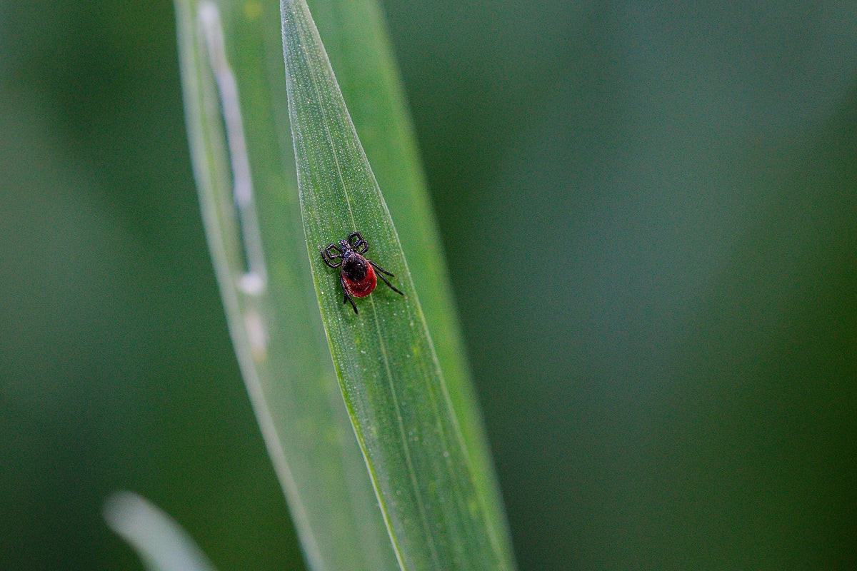 Flowchart For What To Do If You Find an Embedded Tick – Dr. Crista