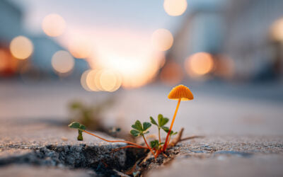 image depicting the persistence of a mushroom fungus growing in a concrete crack