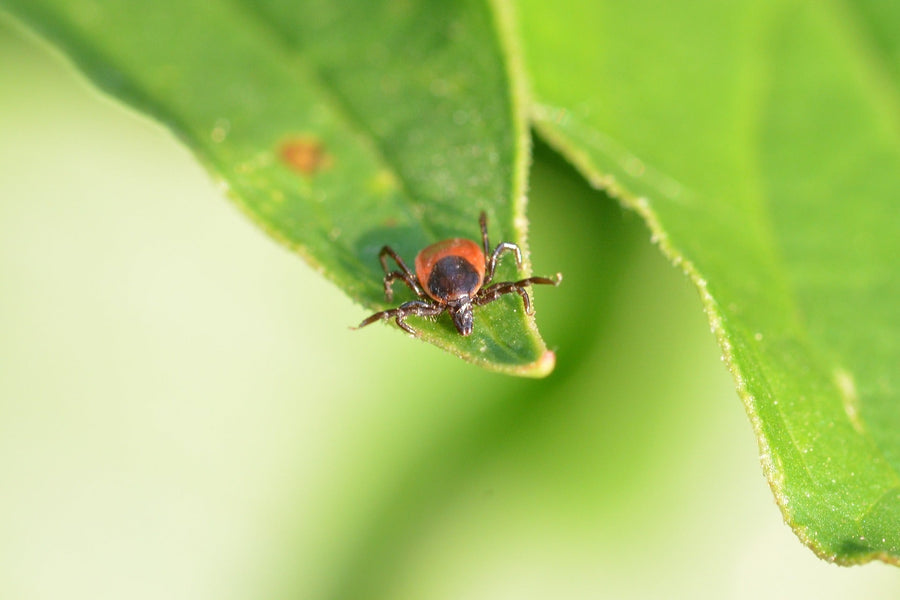 DIY Lyme Disease Tick Removal Pack For Hikers