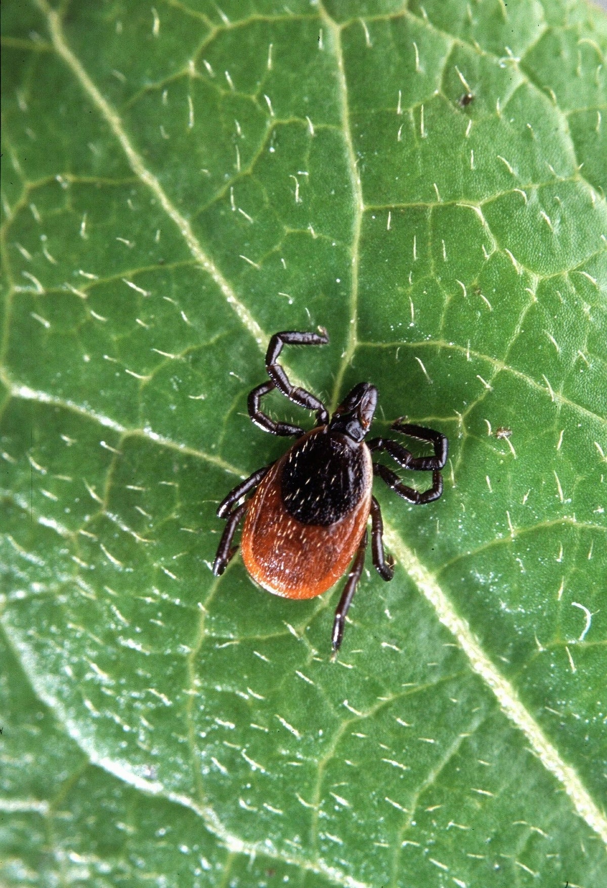 Why You Should Submit Ticks for Testing & How to Do It Right – Dr. Crista