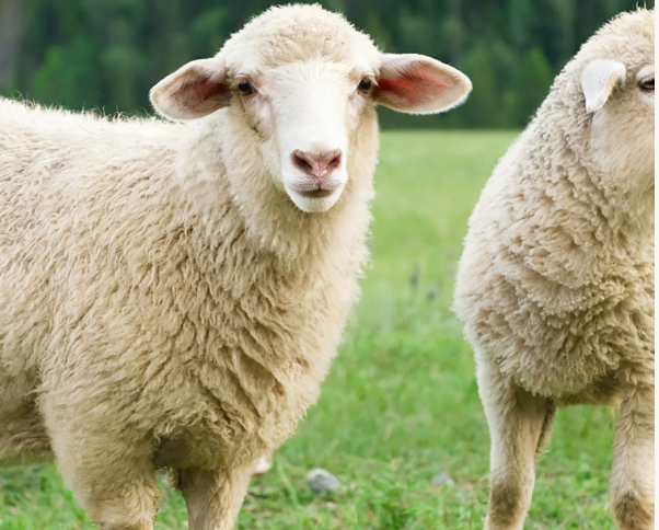 Two sheep standing in a grassy field with a blurred natural background
