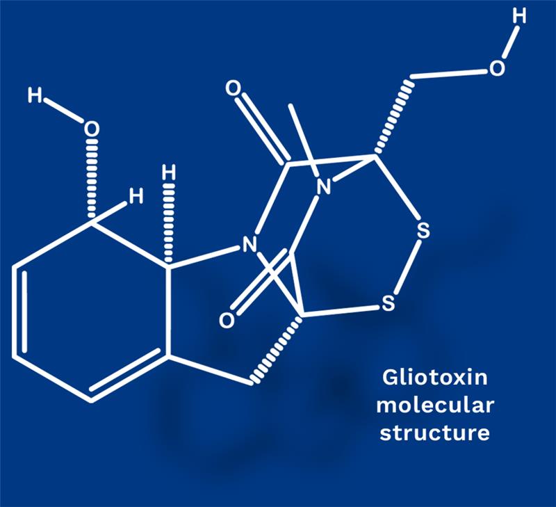 Molecular structure of gliotoxin on a blue background