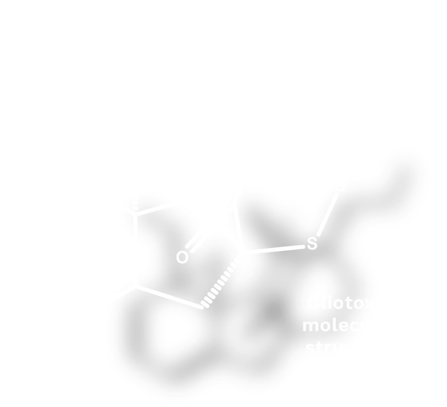 Gliotoxin Mycotoxin Risks Effects and Safety Info Gliotoxin Mycotoxin Risks Effects and Safety Info
