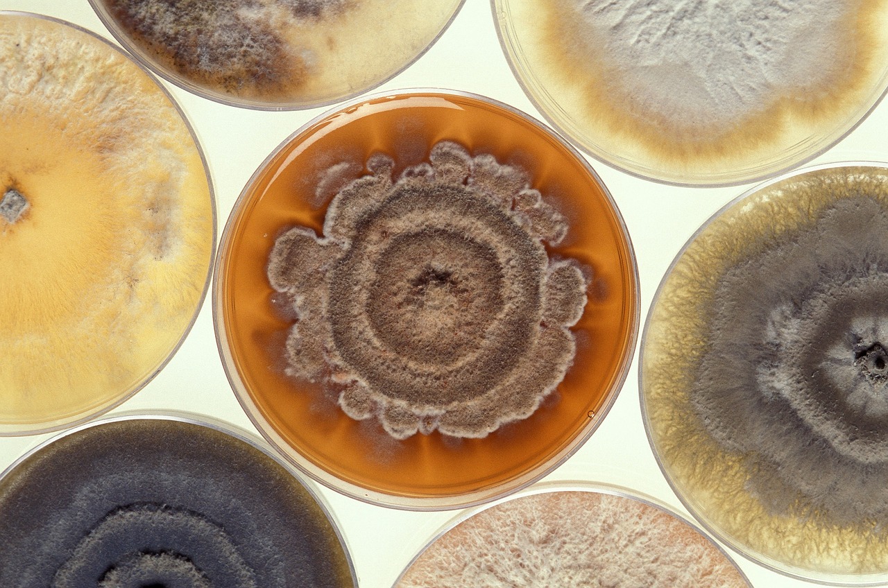 Got Mold? Home Mold Test Myth