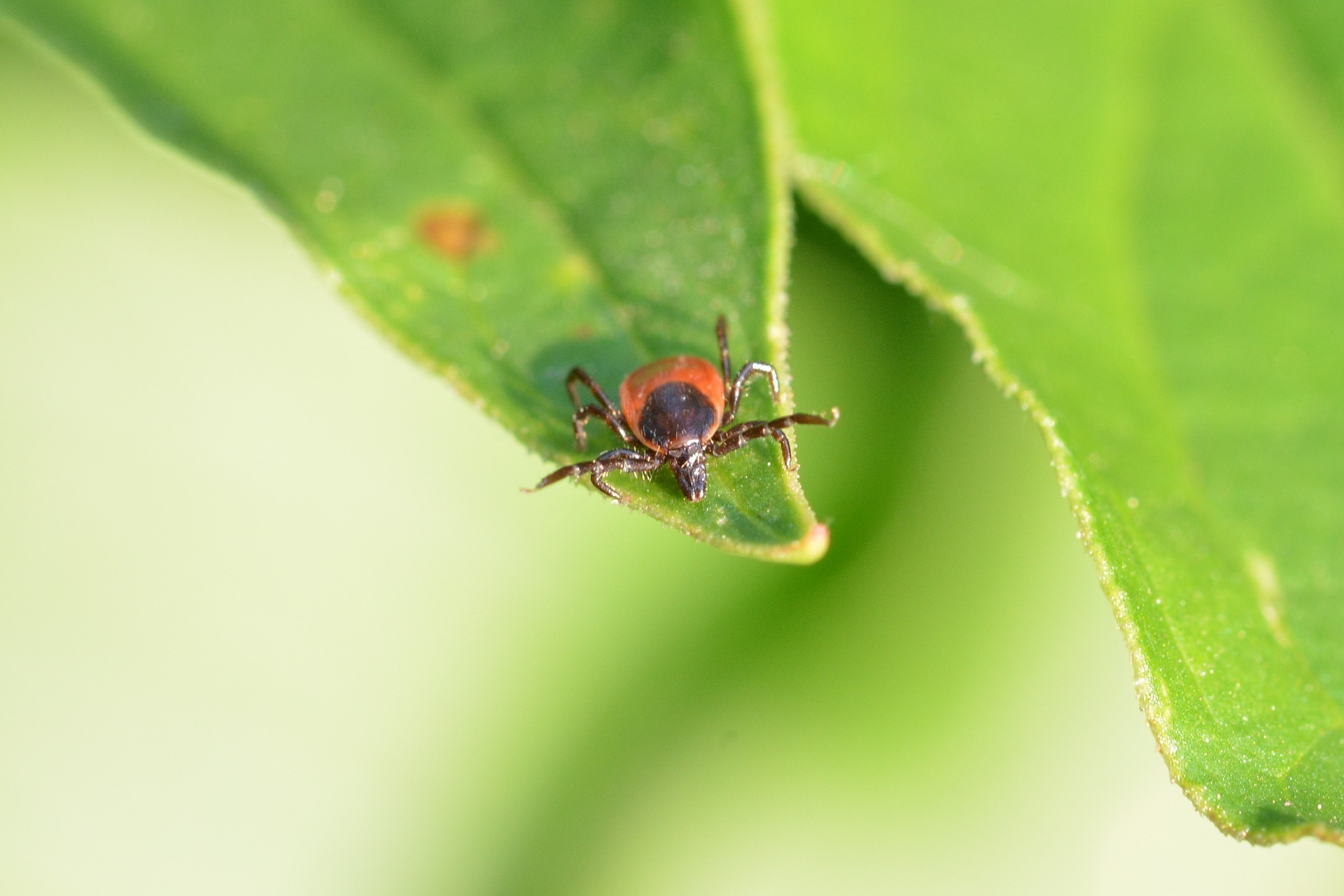 DIY Lyme Disease Tick Removal Pack For Hikers