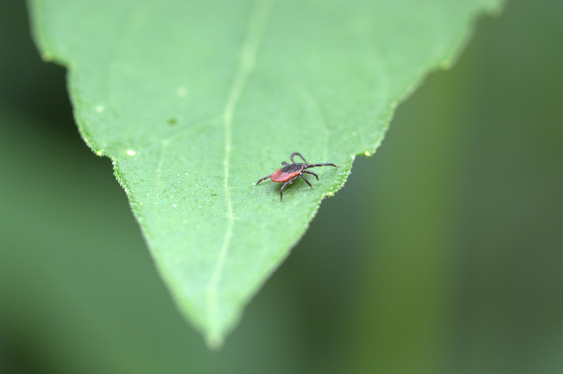 Lyme: Homeopathic Remedy To Aid Tick Removal