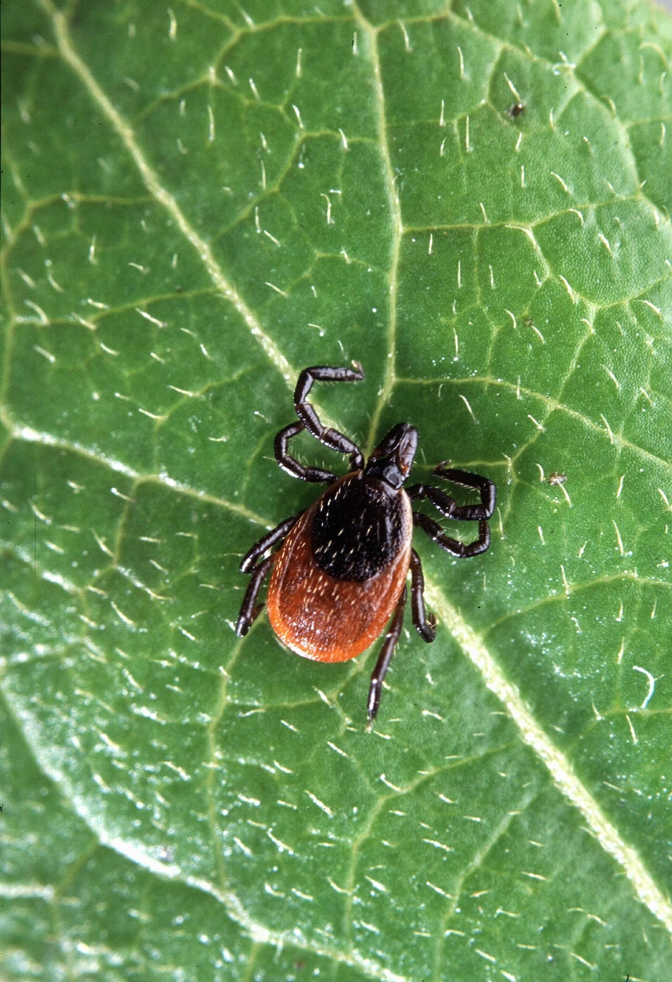 Lyme: How To Submit A Tick For Testing