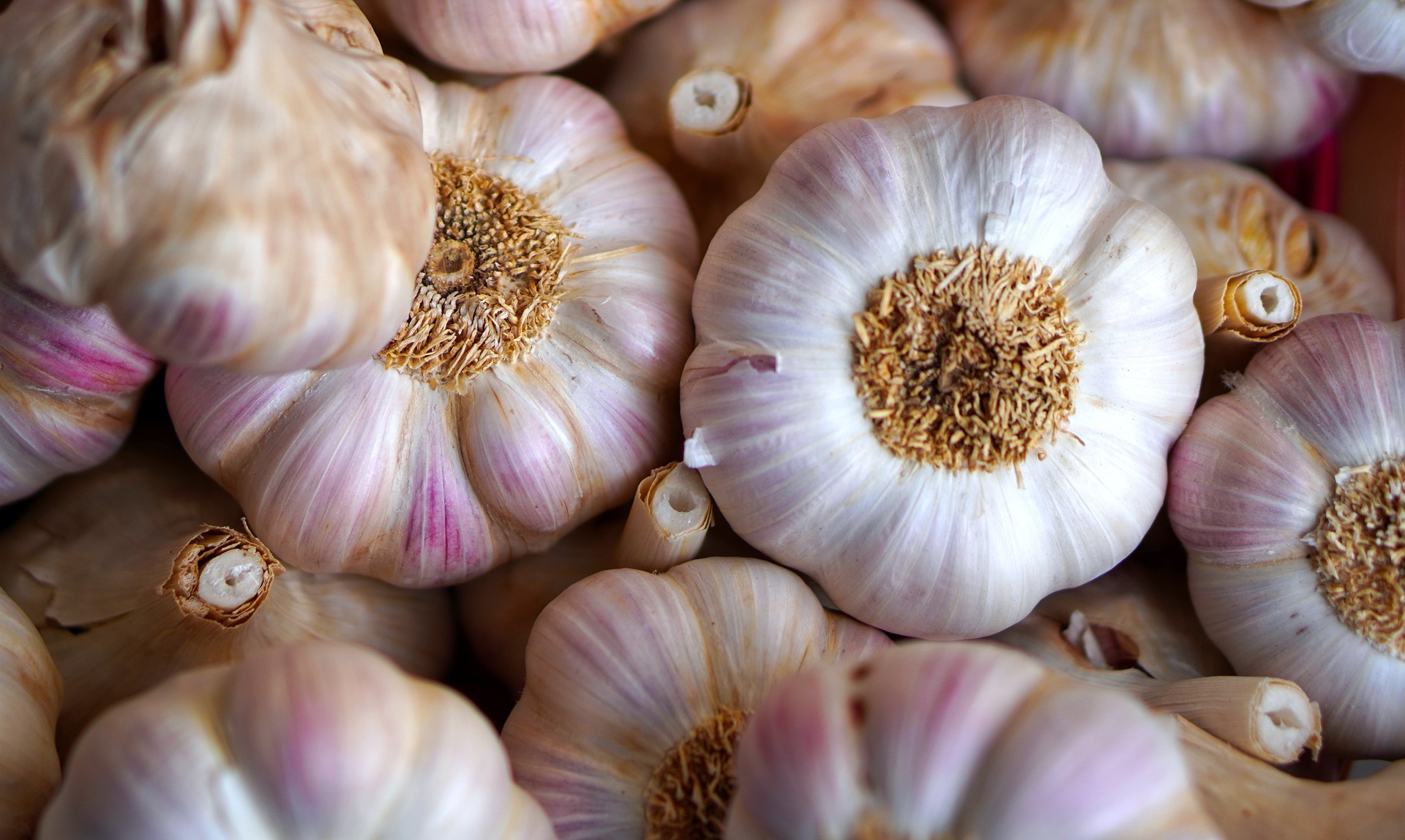 Garlic Defeats Mold, And So Much More