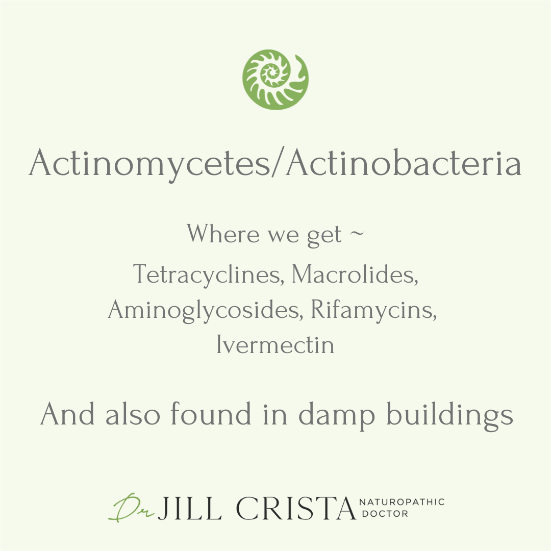 Actinomycetes/Actinobacteria